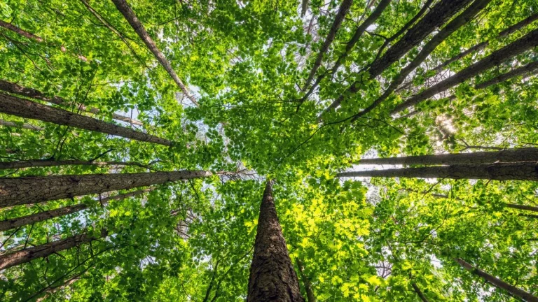 El 9º Congreso Forestal Español pondrá el foco en la gestión del legado natural como herramienta de desarrollo de los territorios