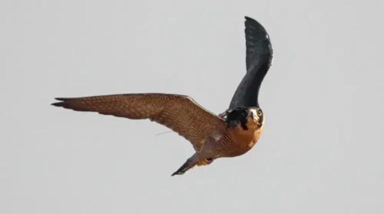 I Universal Fauna Congress 2024: Un Hito en la Defensa del bienestar de los Animales en Europa