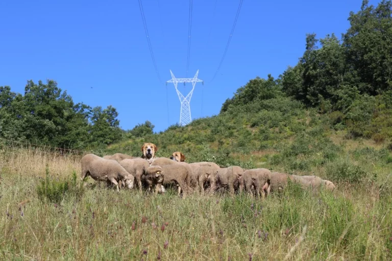 Las zonas pastoreadas de la montaña de León registran mayores tasas de biodiversidad y menor biomasa combustible