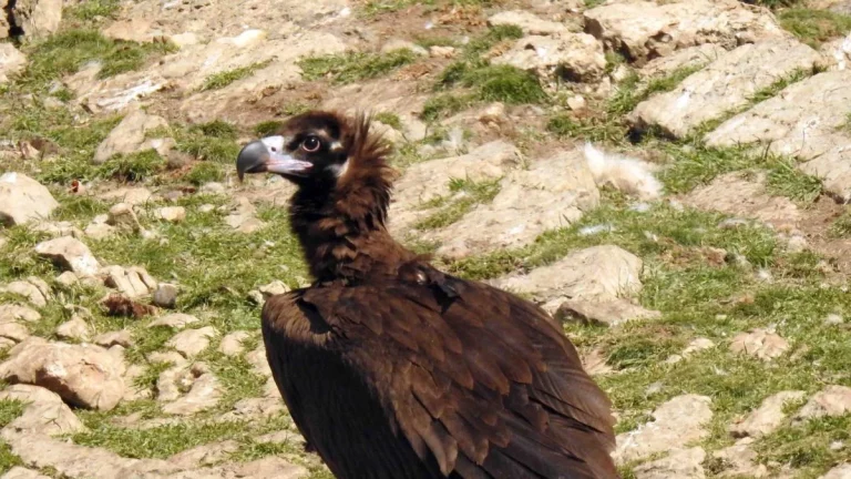 ¿Por qué los ingleses vienen a Burgos a observar pájaros?