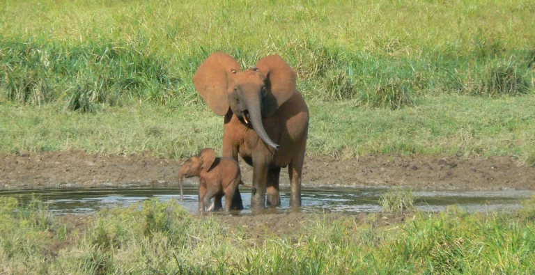 Conservación: IBM y WWF-Alemania desarrollan una innovadora solución de IA para especies clave