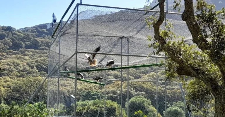 Comienza la recuperación de 6 crías de alimoche en Cádiz