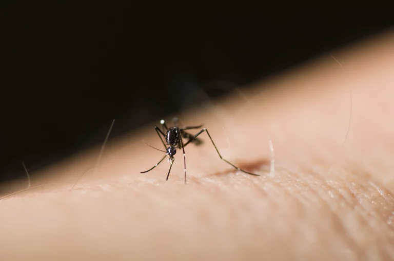 Rentokil Initial Introduce en España un Innovador Sistema de Monitoreo de Mosquitos para Prevenir Enfermedades