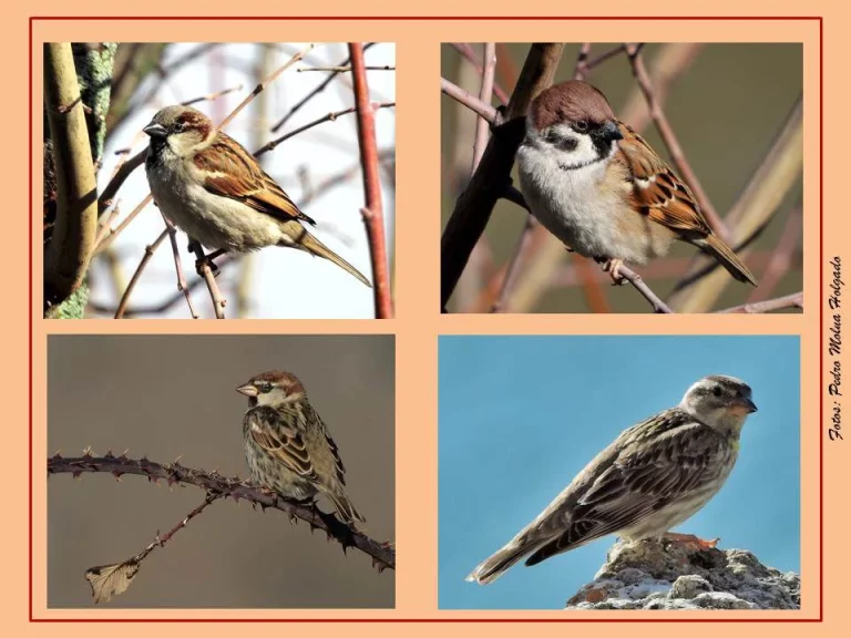 Los 4 fantásticos gorriones de la Sierra Norte de Guadalajara, un vistazo a las especies que enriquecen el entorno natural y cultural de esta región