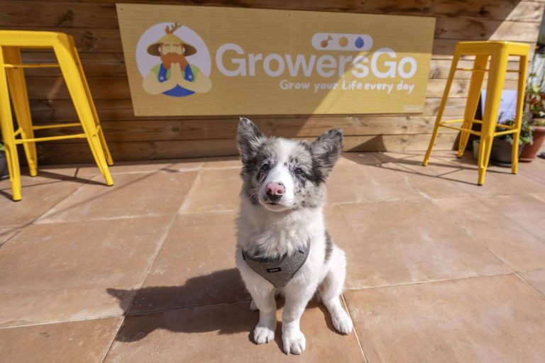 GrowersGo; primera app que ayuda a reducir el estrés, cuidando del planeta y cultivando desde Huelva