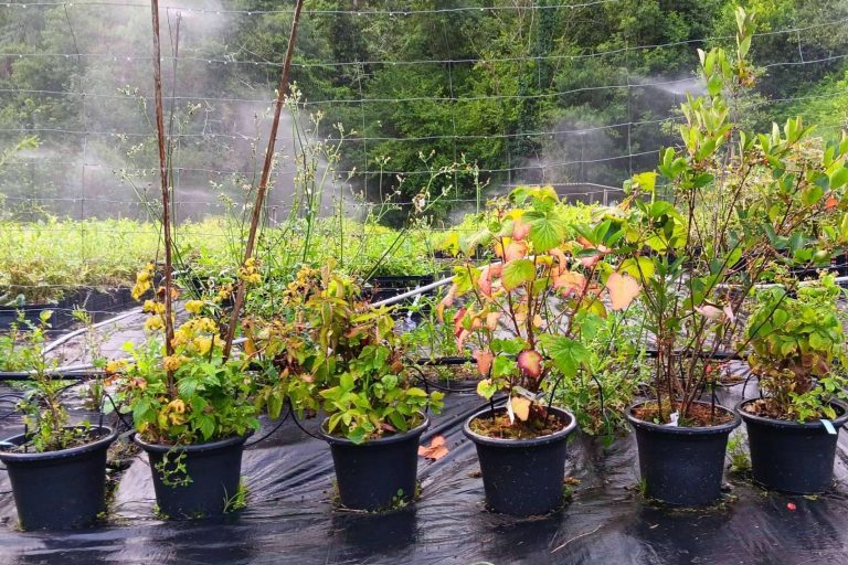 Huerto urbano de frutos rojos