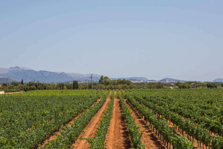 Vacalia refuerza su catálogo con estancias ideales para vivir el vino en Mallorca desde el corazón del viñedo