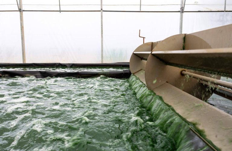 Recetas fáciles con espirulina fresca; el superalimento cultivado en Catalunya que gana adeptos