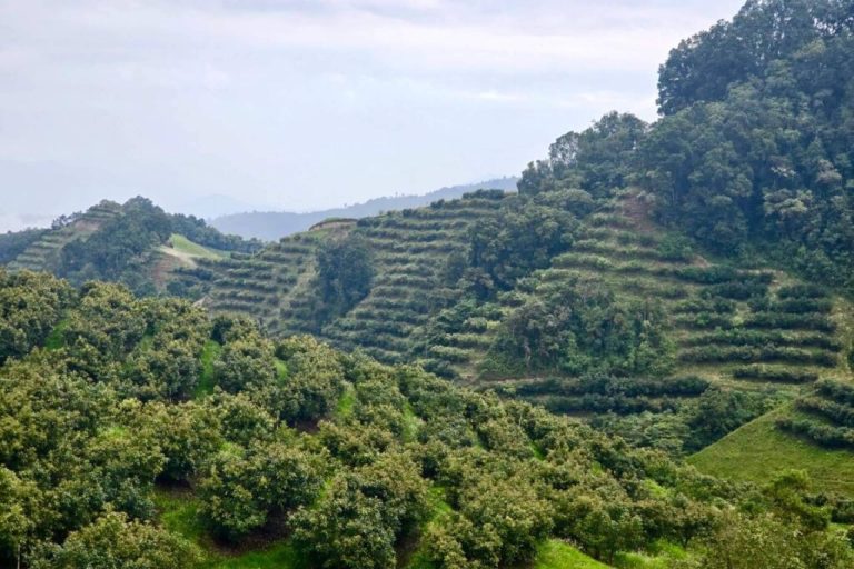 El aguacate de origen controlado; una apuesta por el cultivo responsable