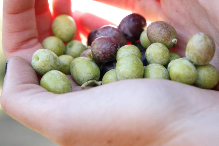 Rafael Moneo diseña la etiqueta de la XX Edición del Primer Día de Cosecha de Castillo de Canena