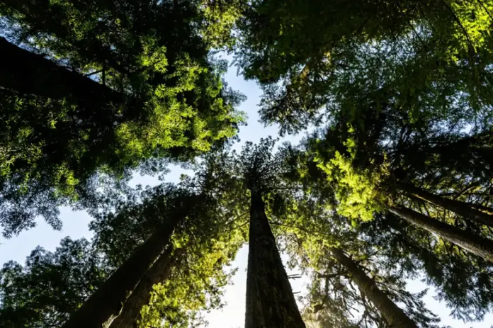 Biodiversidad y capital natural. Foto de Eelco Böhtlingk en Unsplash